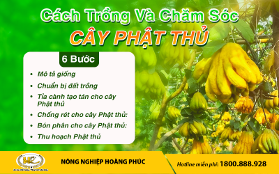 CÁCH TRỒNG VÀ CHĂM SÓC CÂY PHẬT THỦ