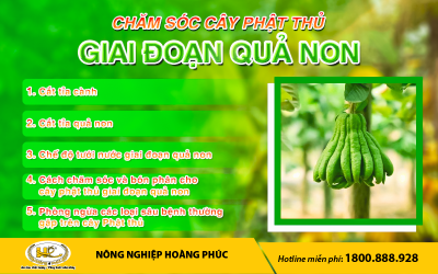 CHĂM SÓC CÂY PHẬT THỦ GIAI ĐOẠN QUẢ NON