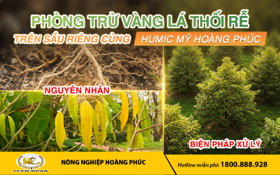 PHÒNG TRỪ VÀNG LÁ, THỐI RỄ  TRÊN SẦU RIÊNG CÙNG HUMIC MỸ HOÀNG PHÚC