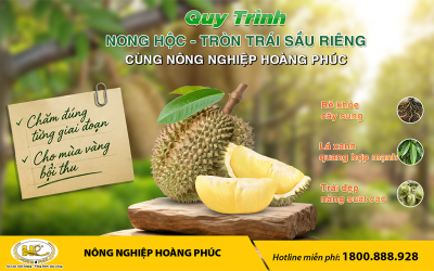 QUY TRÌNH NONG HỘC - TRÒN TRÁI SẦU RIÊNG CÙNG NÔNG NGHIỆP HOÀNG PHÚC