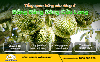 TỔNG QUAN TRỒNG SẦU RIÊNG Ở ĐỒNG BẰNG SÔNG CỬU LONG