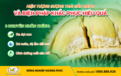 HIỆN TƯỢNG SƯỢNG TRÁI SẦU RIÊNG VÀ BIỆN PHÁP KHẮC PHỤC HIỆU QUẢ 
