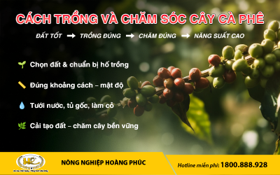 CÁCH TRỒNG VÀ CHĂM SÓC CÂY CÀ PHÊ 