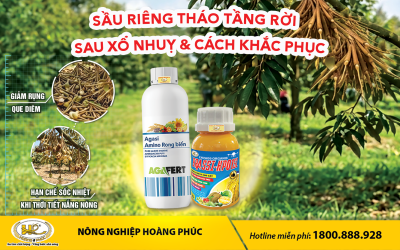 SẦU RIÊNG THÁO TẦNG RỜI SAU XỔ NHỤY VÀ CÁCH KHẮC PHỤC