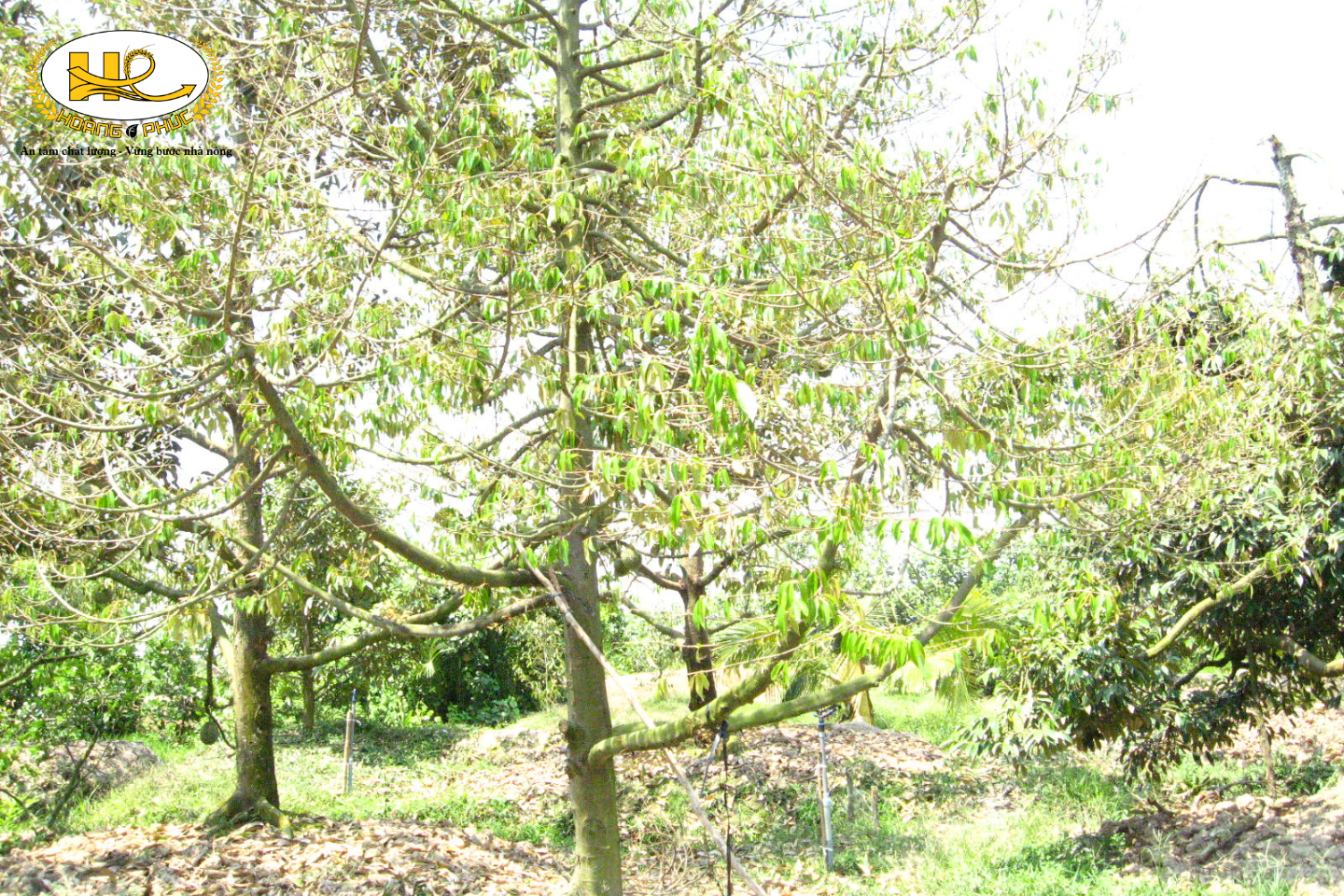 Cây sầu riêng bị suy sau thời gian dài mang trái
